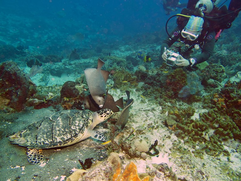 Diver with Hawksbill Sea Turtle IMG_9211.jpg